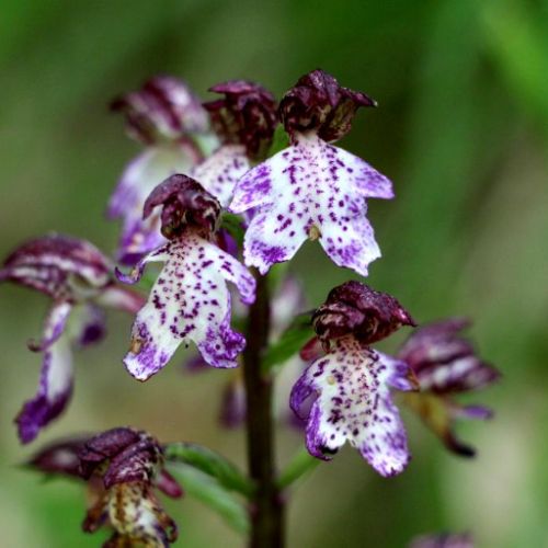 Orchis