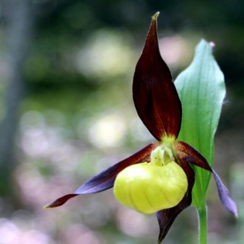 Sabot venus